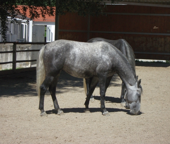 Lipizzanergestüt Piber