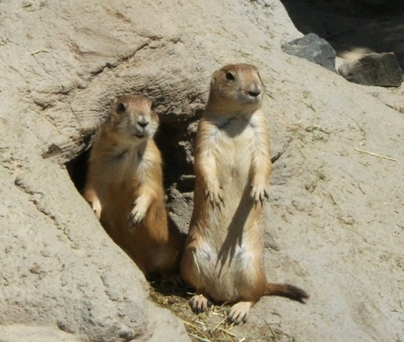 Erdmännchen im Erlebnis-Zoo Hannover